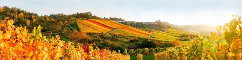 Livermore Valley Wine