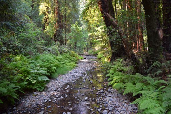 Muir Woods National Monument - Apex Transportation and Tours