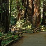Muir_Woods_National_Monument